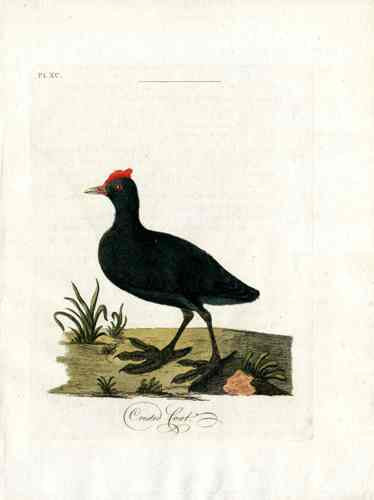 Latham Synopsis Birds 1781 Crested Coot