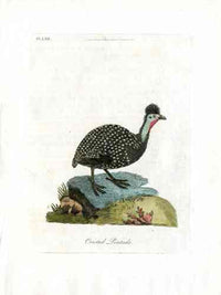 Latham Synopsis Birds 1781 Crested Pintado - Panteek Antique Prints