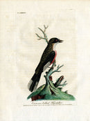 Latham Synopsis Birds 1781 Crimson Bellied Flycatcher - Panteek Antique Prints