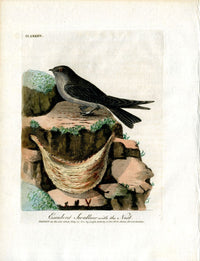 Latham Synopsis Birds 1781 Esculent Swallow - Panteek Antique Prints