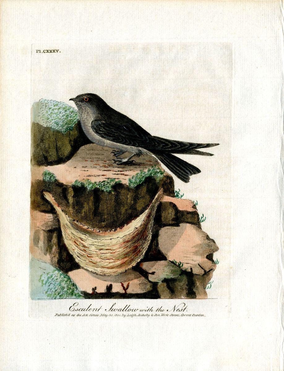 Latham Synopsis Birds 1781 Esculent Swallow