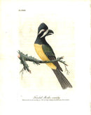 Latham Synopsis Birds 1781 Frontal Shrike Variety - Panteek Antique Prints