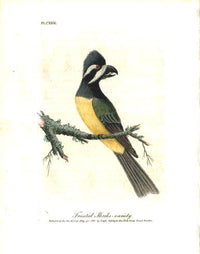 Latham Synopsis Birds 1781 Frontal Shrike Variety - Panteek Antique Prints