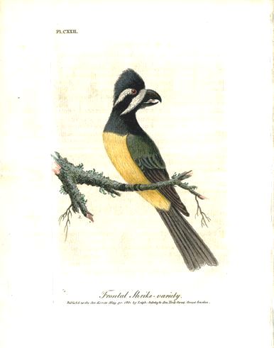 Latham Synopsis Birds 1781 Frontal Shrike Variety