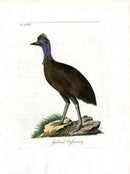 Latham Synopsis Birds 1781 Galeated Cassowary - Panteek Antique Prints