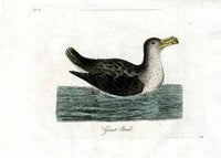 Latham Synopsis Birds 1781 Giant Petrel - Panteek Antique Prints