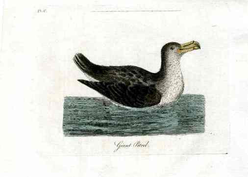 Latham Synopsis Birds 1781 Giant Petrel