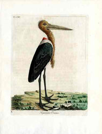 Latham Synopsis Birds 1781 Gigantic Adjutant Crane - Panteek Antique Prints