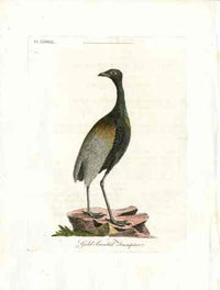 Latham Synopsis Birds 1781 Gold Breasted Trumpeter - Panteek Antique Prints