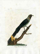 Latham Synopsis Birds 1781 Gorget Bird of Paradise - Panteek Antique Prints