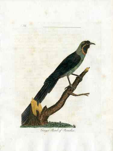 Latham Synopsis Birds 1781 Gorget Bird of Paradise