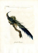 Latham Synopsis Birds 1781 Grand Promerops - Panteek Antique Prints