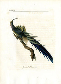 Latham Synopsis Birds 1781 Grand Promerops - Panteek Antique Prints