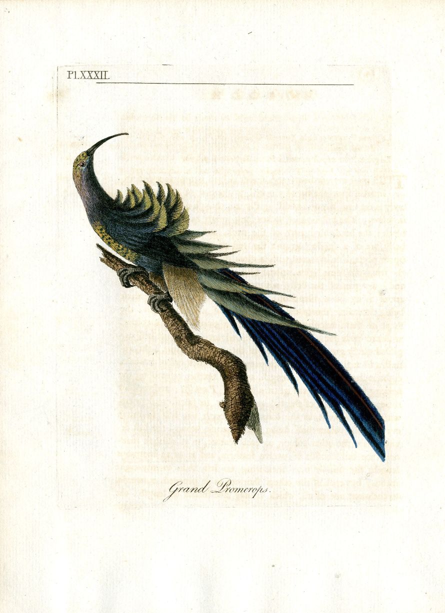 Latham Synopsis Birds 1781 Grand Promerops