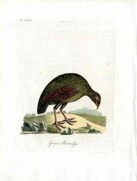 Latham Synopsis Birds 1781 Green Partrige - Panteek Antique Prints
