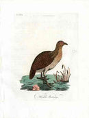 Latham Synopsis Birds 1781 Hackled Partridge - Panteek Antique Prints