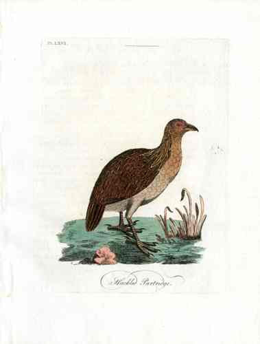 Latham Synopsis Birds 1781 Hackled Partridge
