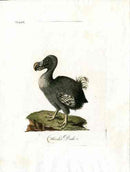 Latham Synopsis Birds 1781 Hooded Dodo - Panteek Antique Prints