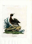 Latham Synopsis Birds 1781 Hooded Grebe - Panteek Antique Prints