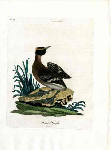 Latham Synopsis Birds 1781 Hooded Grebe