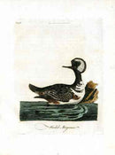 Latham Synopsis Birds 1781 Hooded Merganser - Panteek Antique Prints