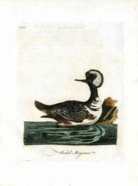 Latham Synopsis Birds 1781 Hooded Merganser - Panteek Antique Prints