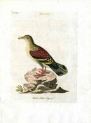 Latham Synopsis Birds 1781 Hook Billed Pigeon - Panteek Antique Prints