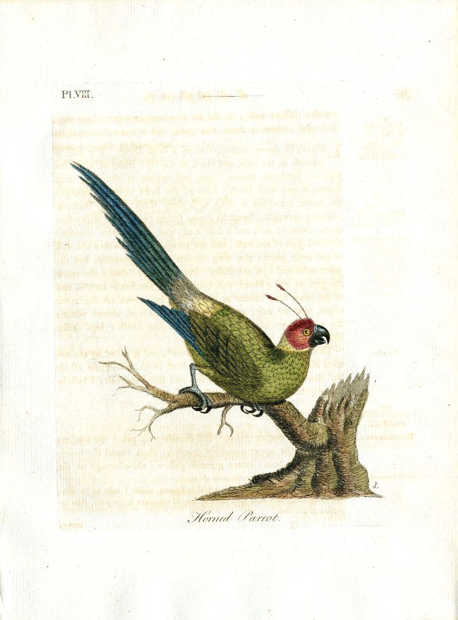 Latham Synopsis Birds 1781 Horned Parrot