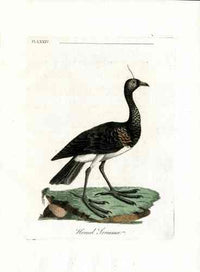 Latham Synopsis Birds 1781 Horned Screamer - Panteek Antique Prints
