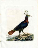 Latham Synopsis Birds 1781 Impeyan Pheasant - Panteek Antique Prints