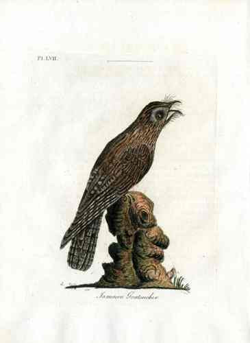 Latham Synopsis Birds 1781 Jamaica Goatsucker