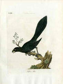 Latham Synopsis Birds 1781 Lesser Ani - Panteek Antique Prints