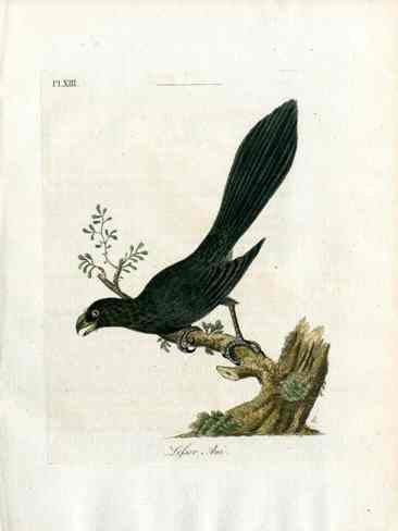 Latham Synopsis Birds 1781 Lesser Ani