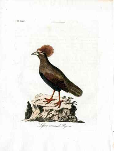 Latham Synopsis Birds 1781 Lesser Crowned Pigeon