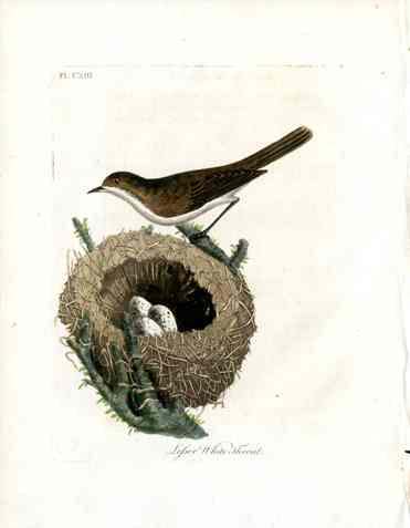 Latham Synopsis Birds 1781 Lesser White Throat