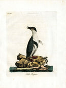 Latham Synopsis Birds 1781 Little Penguin - Panteek Antique Prints