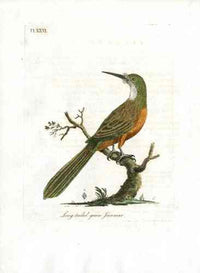 Latham Synopsis Birds 1781 Long tailed green Jacamar - Panteek Antique Prints