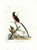 Latham Synopsis Birds 1781 Long-tailed Thrush - Panteek Antique Prints