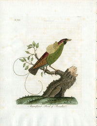 Latham Synopsis Birds 1781 Magnificent Bird Paradise - Panteek Antique Prints