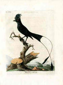 Latham Synopsis Birds 1781 Malabar Shrike - Panteek Antique Prints