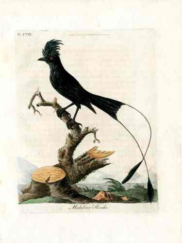 Latham Synopsis Birds 1781 Malabar Shrike