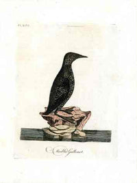 Latham Synopsis Birds 1781 Marbled Guillemot - Panteek Antique Prints