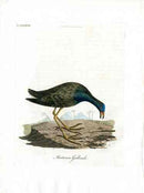 Latham Synopsis Birds 1781 Martinico Gallinule - Panteek Antique Prints