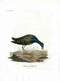 Latham Synopsis Birds 1781 Martinico Gallinule - Panteek Antique Prints