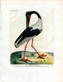 Latham Synopsis Birds 1781 New Holland Jabiru - Panteek Antique Prints