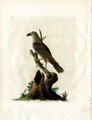 Latham Synopsis Birds 1781 New Zealand Falcon - Panteek Antique Prints