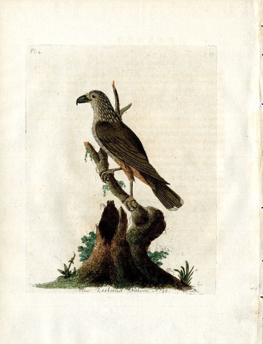 Latham Synopsis Birds 1781 New Zealand Falcon