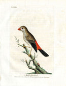 Latham Synopsis Birds 1781 Nitid Grosbeak - Panteek Antique Prints