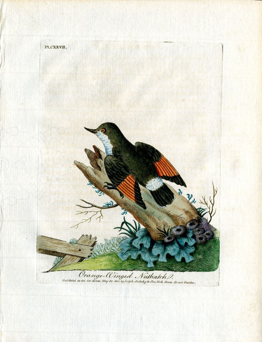 Latham Synopsis Birds 1781 Orange Winged Nuthatch