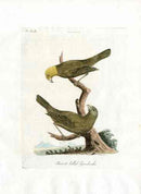 Latham Synopsis Birds 1781 Parrot Billed Grosbeak - Panteek Antique Prints